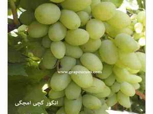 فروش نهال انگور گچی امجگی