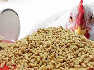 سوپر استاتر برای مرغ گوشتی