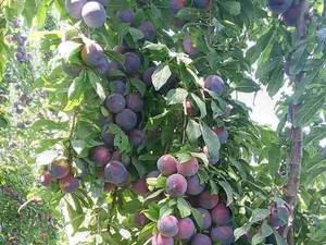فروش آلو کالیفرنیا