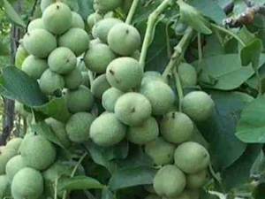 تولید نهال گردو خوشه ای