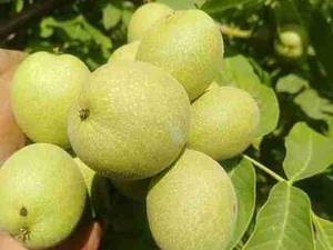 نهالستان در آذربایجان غربی