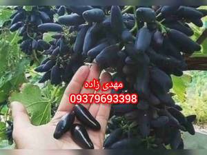 انگوربلک ویلیام رد کارنت سوئیت شاپر رد کارنت