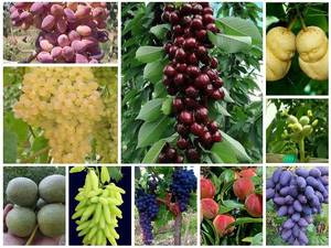 نهالستان مهدی زاده در آذر بایجان غربی