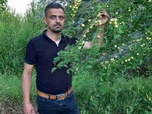 کاشت انواع نهال در میاندوآب