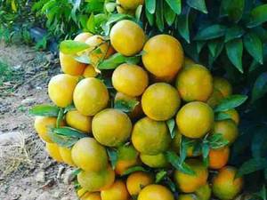 فروش نارنگی خارو