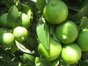 فروش لیمو محلی