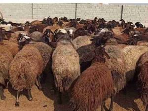 فروش گله افشاری در اصفهان