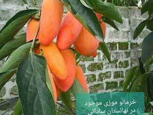 خرمالو موزی