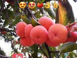 نهال خرمالوی گوجه ای