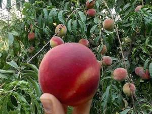 نهالستان تخصصی فارس نهال