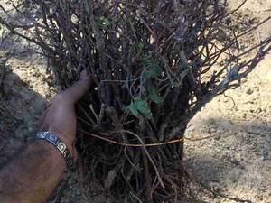فروش انواع نهال انگور