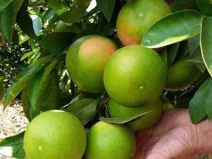 فروش نهال پرتقال خوشه ای در جهرم