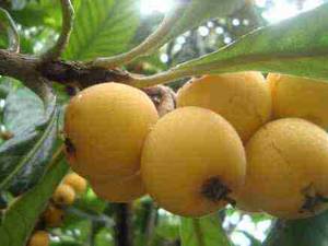 فروش نهال ازگیل خوشه ای