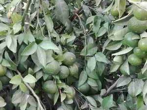 فروش نارنگی محلی یا ایرانی در فارس