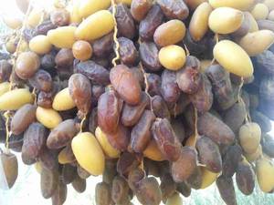 عرضه خرمای شاهانی در فارس