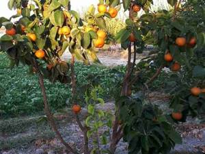 فروش  نهال گلابی در اصفهان