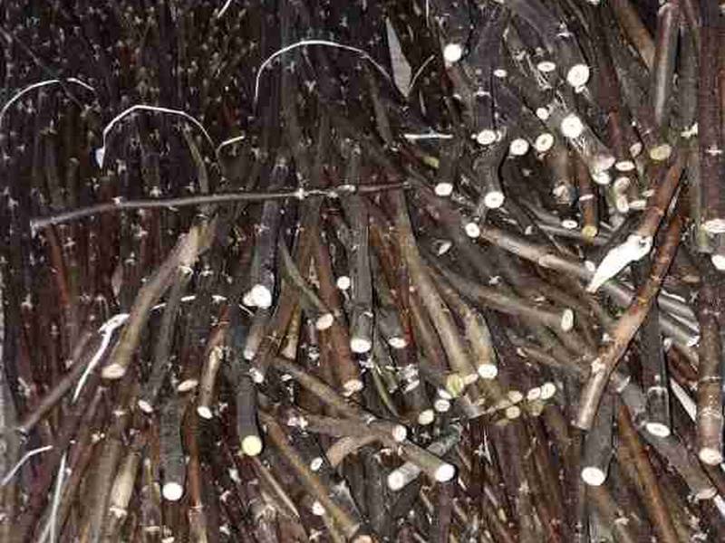 فروش نهال گردو در میاندوآب