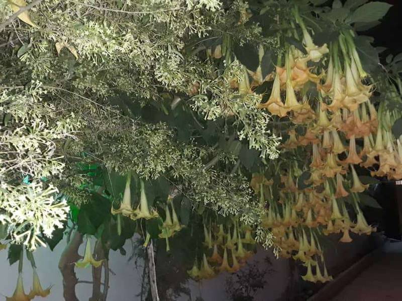 نهال گل شبو