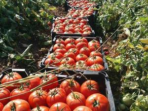فروش گوجه با قابلیت ارسال به سراسر ایران