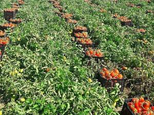 فروش گوجه با قابلیت ارسال به سراسر ایران