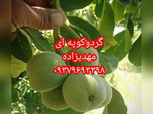 نهالفروشی نهالستان_مهدیزاده