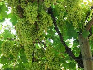 فروش انگور سفید بیدانه در ارومیه