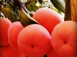 فروش نهال خرمالو گوجه ای