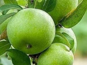 نهال سیب سبز  یا گران اسمیت در میاندوآب