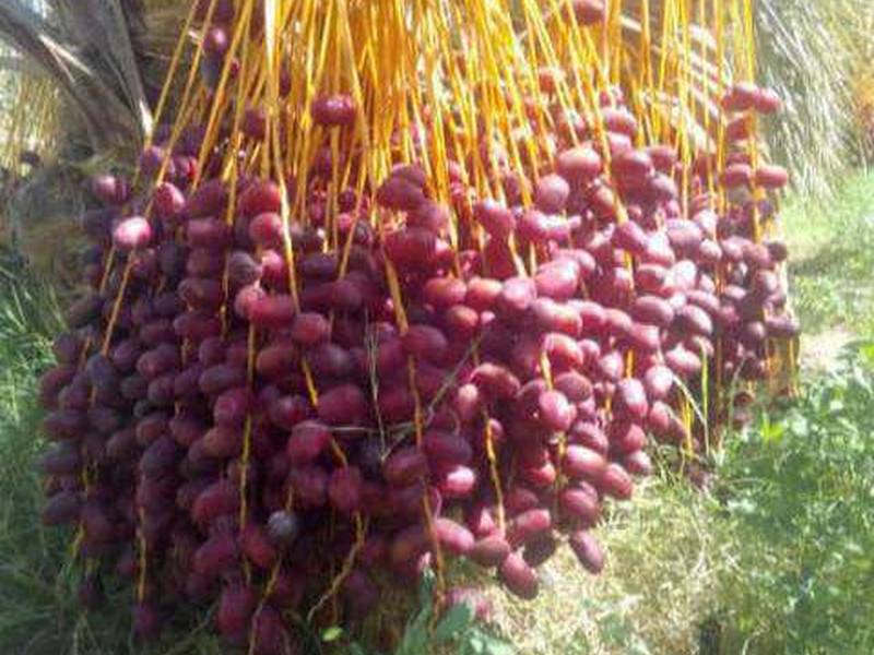 خرمای مضافتی برای بازارهای داخلی وخارجی