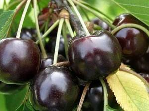 گیلاس تکدانه درمیاندوآب