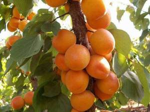 فروش  نهال زردآلو