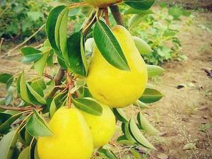 فروش نهال گلابی