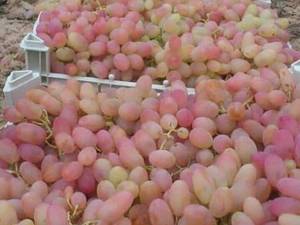 فروش انواع نهال انگور در میاندوآب