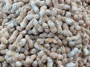 بادام فروشی در آستانه اشرفیه گیلان