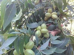 نهال گردو پکان امریکایی در علی آباد