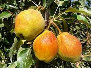 نهال گلابی درگزی در نهالستان حاج علی فندرسک