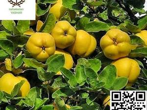 نهال به اصفهان نهالستان یاشار