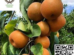 نهال گلابی پرتقالی شینگو نهالستان یاشار