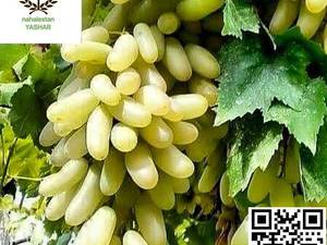 نهال انگور حسینی نهالستان یاشار
