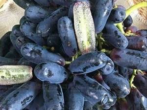فروش نهل انگور سویت شاپر در میاندوآب