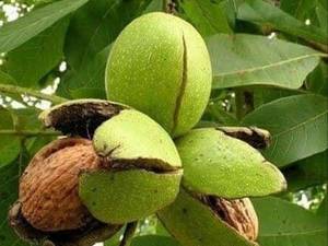 فروش انواع نهال گردو در میاندوآب