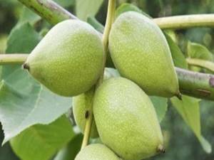 فروش نهال گردو لارا در میاندوآب