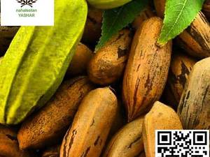نهال گردو پکان آمریکایی نهالستان یاشار