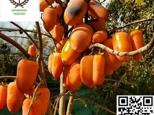 نهال خرمالو موزی نهالستان یاشار