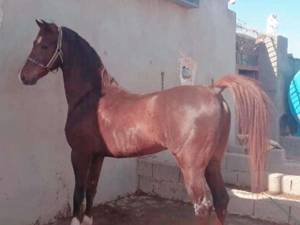 مجموعه پرورش اسب در رفسنجان