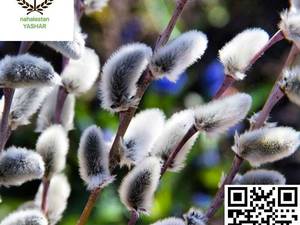 نهال بیدمشک نهالستان یاشار