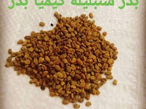 عرضه بذر شنبلیله کیمیا بذر