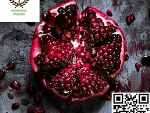 نهال انار دون سیاه نهالستان یاشار