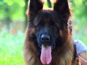 Johnny vom IRAN GSD