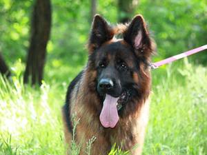 Johnny vom IRAN GSD